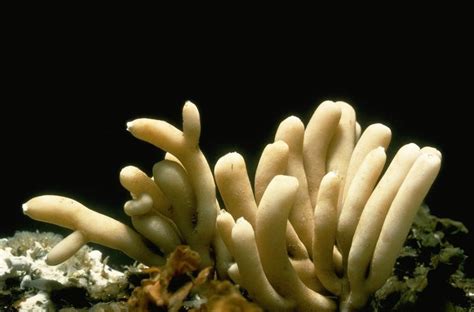  Finger Sponge: A Marvel of the Deep with Tentacles That Dance in the Current!