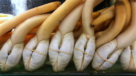  Geoduck: Kaksikuorisen kauneuden salaisuudet ja merenpohjan gourmet-herkku!