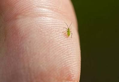  Jynx Arachnid: Tunnetko Tämän Pienimuotoisen Puutarhan Asunnon Yllättäviä Kykyjä?