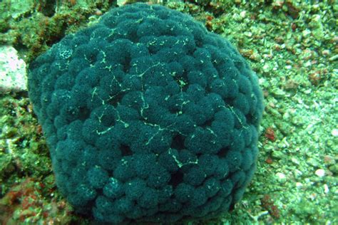  Sphaerella! A Colorful Cushion Found Amongst the Reef