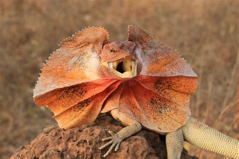  Uroplatus: Mistä Tulee Nämä Erikoiset Liskot ja Miksi Ne On Niin Harvinaisia?