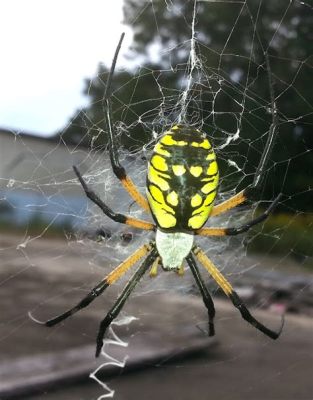  Yellow Garden Spider: An Intriguing Enigma of Silk and Deception!