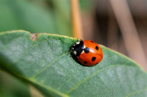  Coccinellidejä! Nämä Punaisilla Töpöillä Varustetut Pikku Kävelijät Ovat Todellisia Luonnon Tuholaisentorjujia