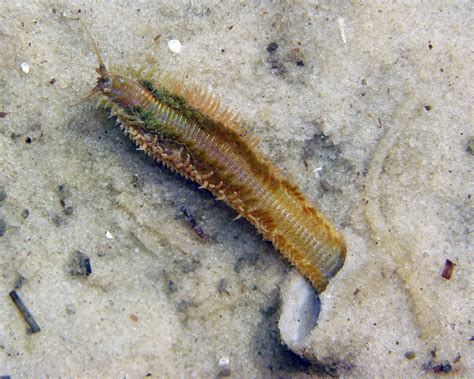  Diopatra! A Mysterious Worm That Thrives in Coastal Seas While Building Its Own Tiny Skyscrapers