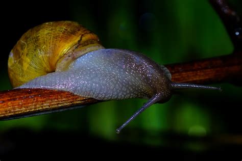  Garden Snail! This Curious Gastropod Uses Its Slime Trail To Navigate Its World and Finds Food with Its Tentacles