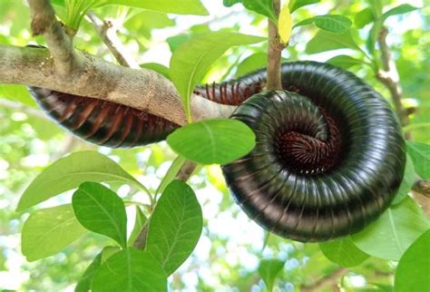 Millipede! This Many-Legged Marvel Embraces Decay and Unveils Nature's Hidden Wonders!