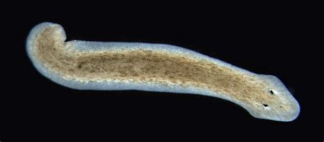  Planaria!  Explore This Freshwater Wonder That Crawls And Eats Its Way Through Life With Incredible Abilities!