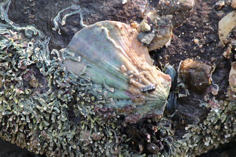 Queen Scallop: A Delicate Dance Between Filter Feeding and Ocean Currents!