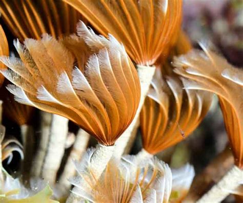  Queensland Featherduster -  A Colorful, Feathery Worm With Fascinating Feeding Habits!