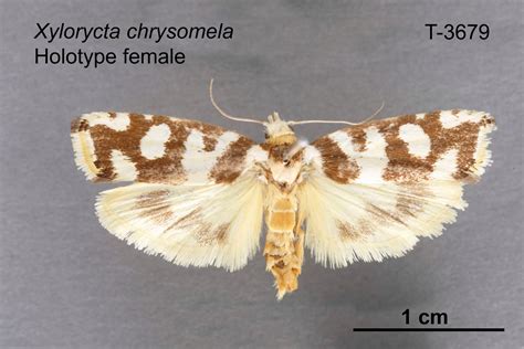  Xylorycta! A Tiny Moth With A Massive Appetite For Adventure