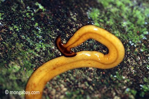  Yellow Planarian: A Master of Regeneration Hiding Beneath Your Backyard Rocks!