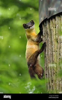  Yellow-throated Marten: A Masterful Climber Hiding in Plain Sight